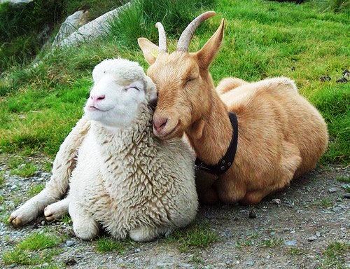 TENDRESSE !!! - Page 2 480211mouton1