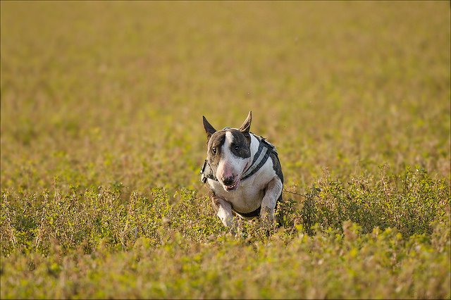 Photographie d'animaux - conseils pour devenir un pro ! - Page 11 4808451324361955315ebc788afz