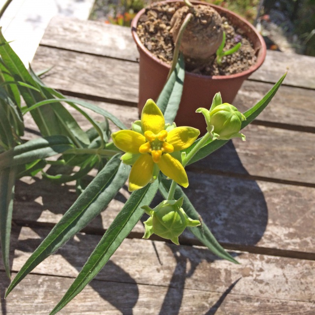 Stathmostelma fornicatum ssp. fornicatum 483091stathmostelmafornicatumsspfornicatum2