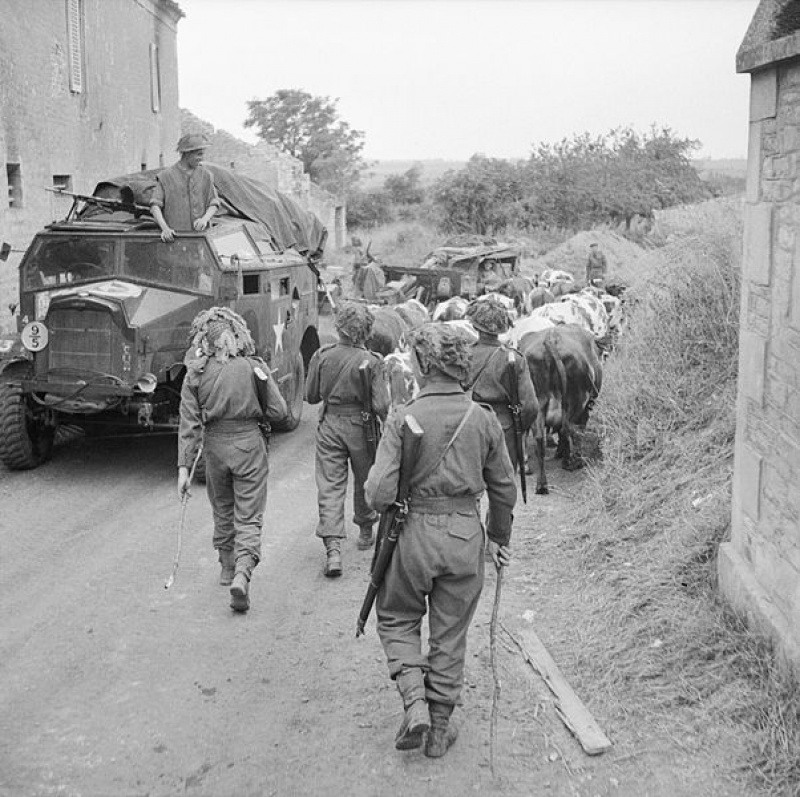 Morris Quad et 25 pdr Normandie 44 483156BritishtroopsherdcattlepastaMorrisQuadartillerytractorand25pdrfieldgunNormandy8July1944B66062