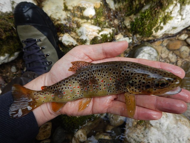 Découvertes dans le Vercors et la Chartreuse au toc 4841637640x480