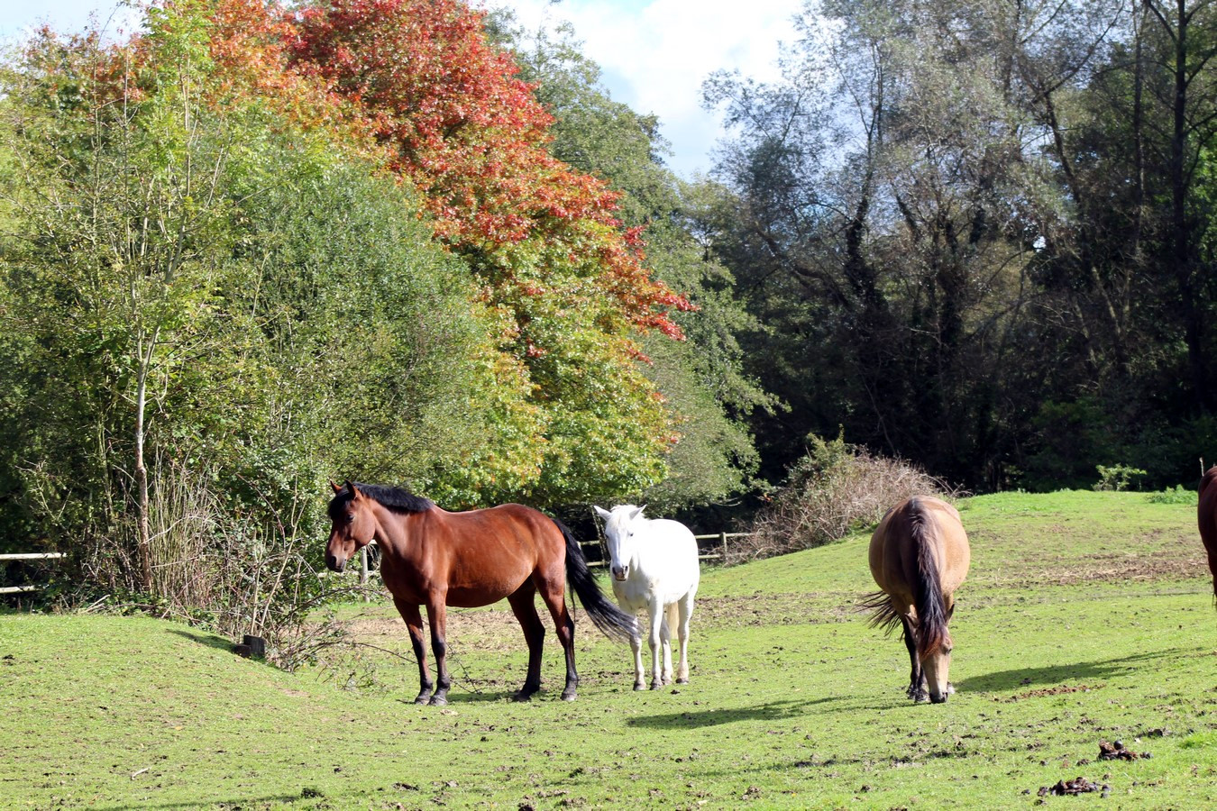 [Fil - Ouvert ] Chevaux - Page 10 484998029Copier