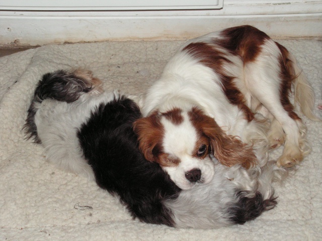 CHARLY EX HARLEY CAVALIER KING CHARLES M 9 ANS  CANI SENIORS 485350mickey005