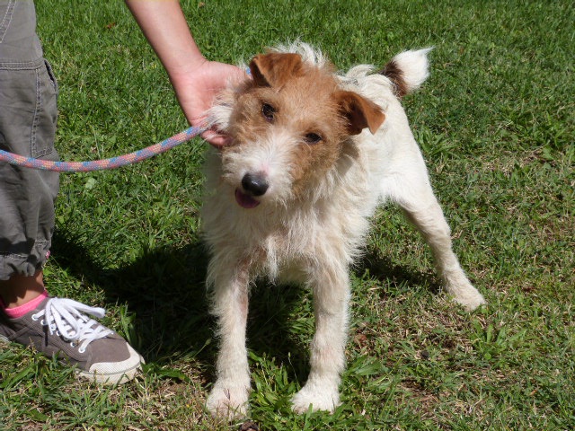 BUDDY Fox Terrier 3 ans - Spa de Poitiers (86) 486260245fBuddy21