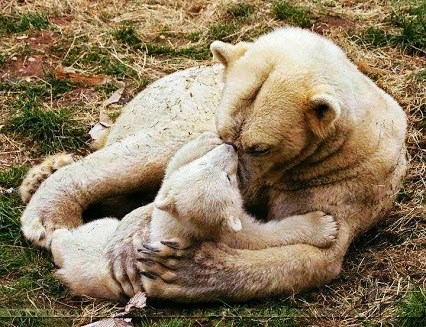 TENDRESSE !!! - Page 3 487013urso40