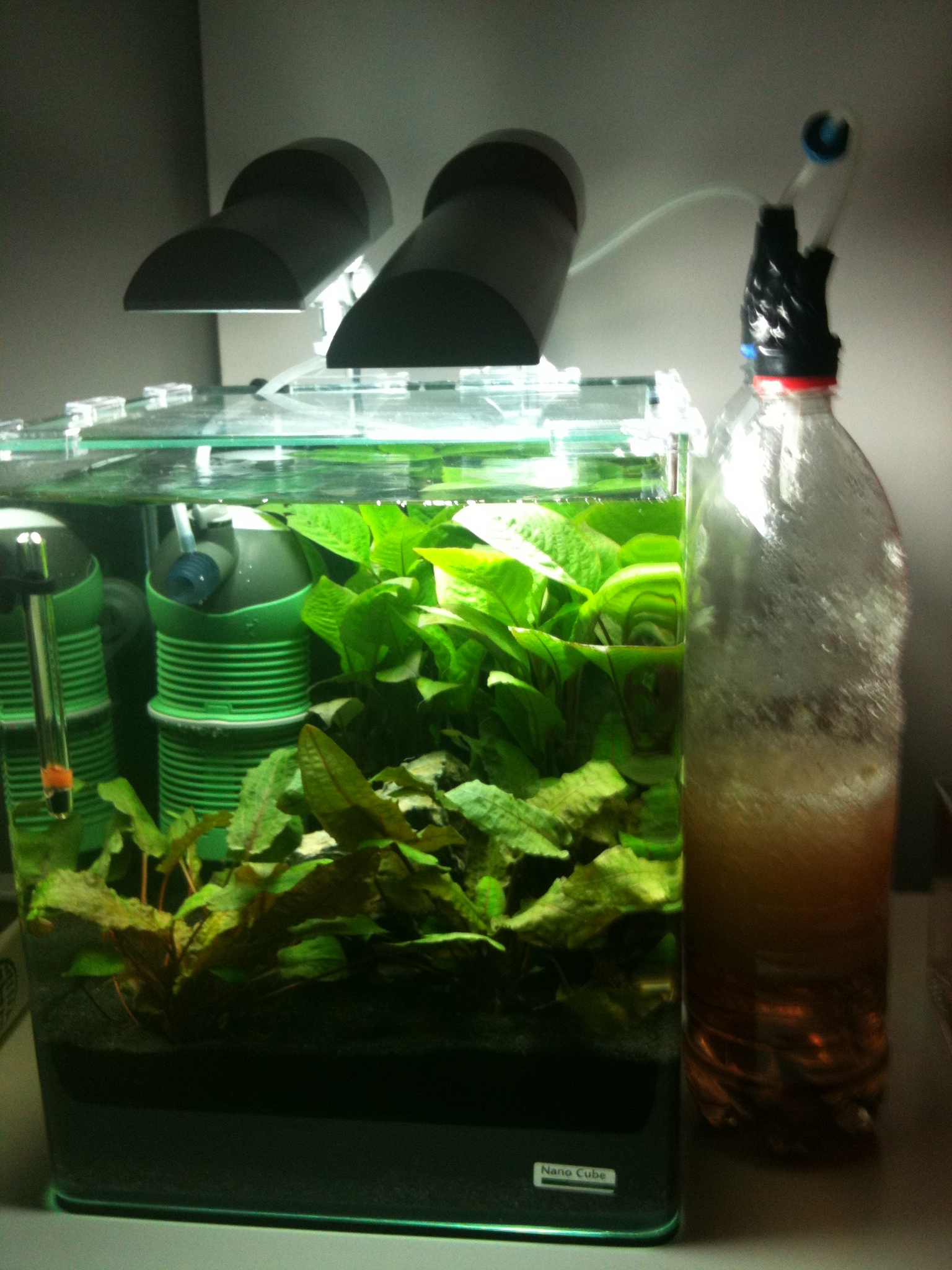 nano 20litre pour futur Betta 487945IMG0503