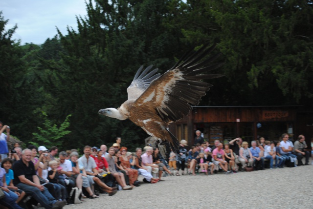 Volerie des Aigles 488666Alsace2012166