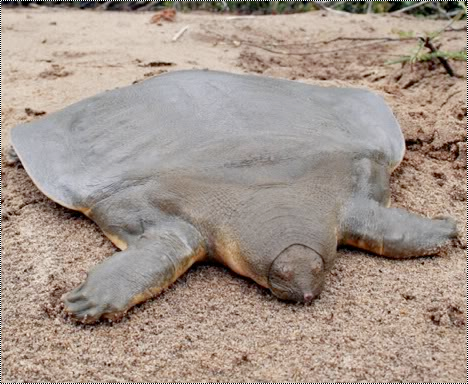  {Fiche/Espèce} : La tortue géante de Cantor 4889241111