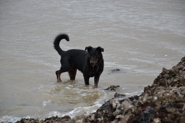 Volo (ex Nabo type beauceron mâle né en 2010) - Page 6 488997DSC0130