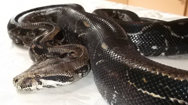 Identification Boa. 489004Bahia4