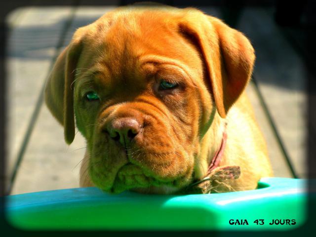 Chiots dogue de bordeaux LOF: Chili des pas de tacite et  Escroc des Gladiateurs du guesny - Page 3 489107IMG8892