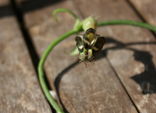 Ceropegia denticulata ssp. brownii 491734ceropegiadenticulatasspbrownii