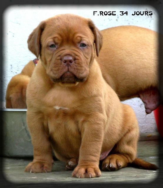 Chiots dogue de bordeaux LOF: Chili des pas de tacite et  Escroc des Gladiateurs du guesny - Page 3 492318IMG8692