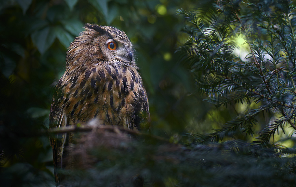 Le sage de la forêt,le hibou 493694Hibou