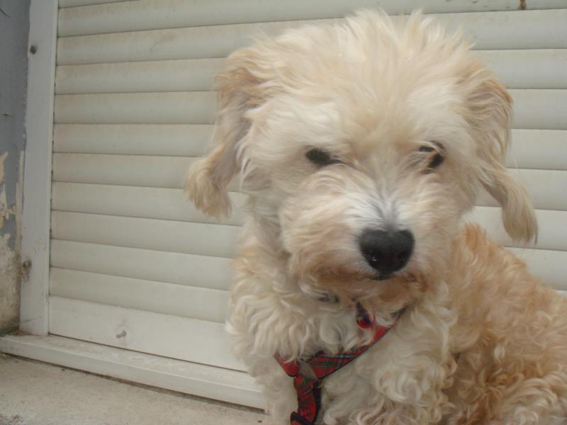 milaine - MILAINE F BICHON  12 ANS SPA GIEN (45) ADOPTEE PAR DAYSIE  497332DSC06226