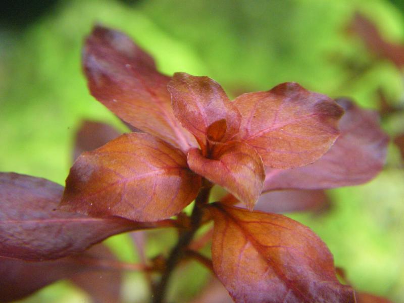 [vend]vallsineria, pogostemon helferi et ludwiga repens [33] 497441IMGP1158