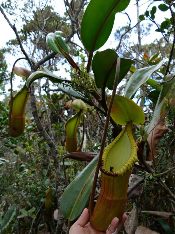 Nepenthes macrophylla sur le Mont Trus Madi à Borneo. 50161722228380796738270485808318603967760359526n