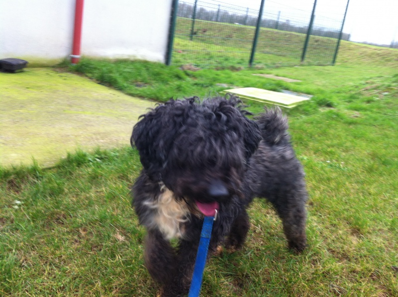 BISCUIT X CANICHE 5 ANS SPA DOUAI 59 502291biscuit3IMG2375