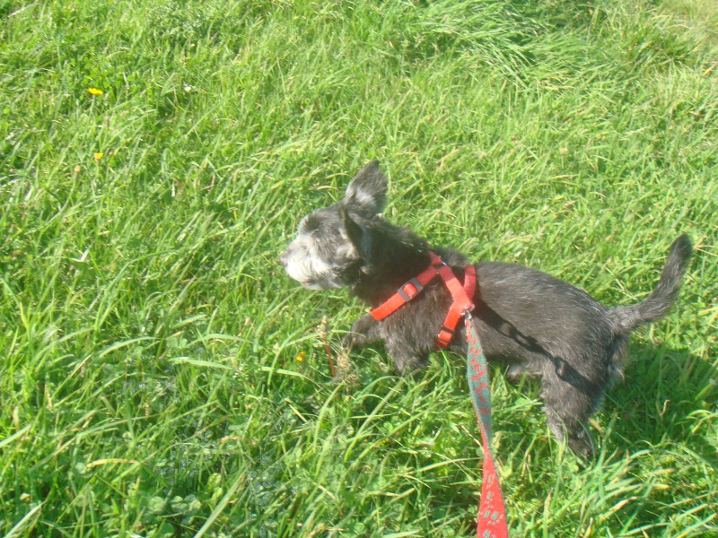 gandhy x yorkshire terrier x rattier male en fa définitif 502712DSC06807