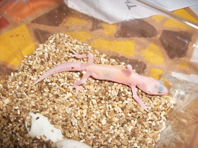 Meos Reptiles : Eublepharis Macularius 2011 5048711009403