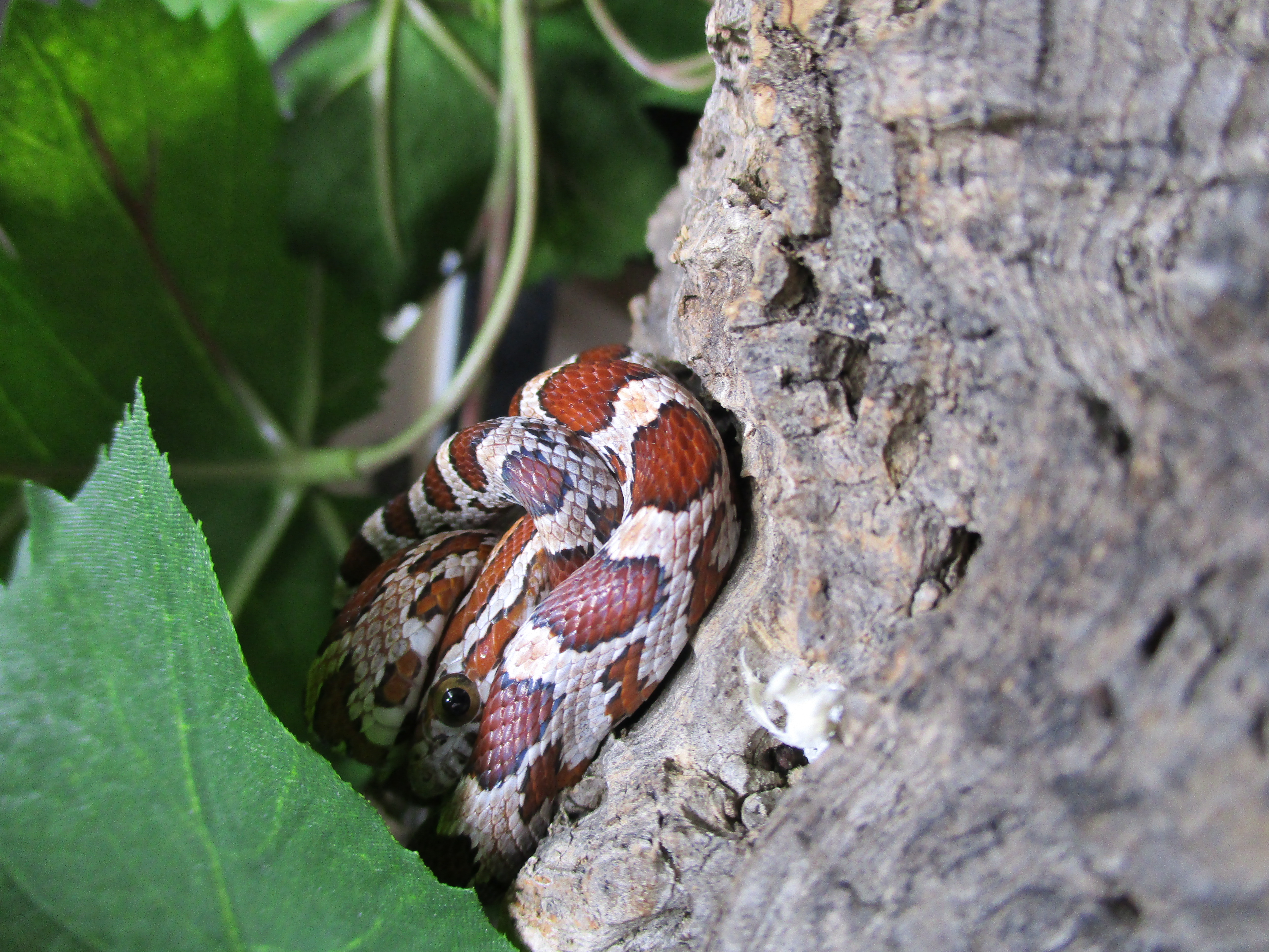 Poussière - Pantherophis guttatus juvénile - évadée 505196IMG2345