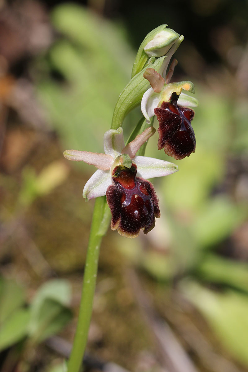 Ophrys panormitana var praecox (Ophrys précoce ) 506207IMG5480forum