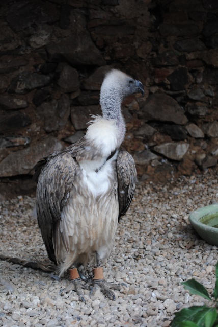 Volerie des Aigles 506426Alsace2012088