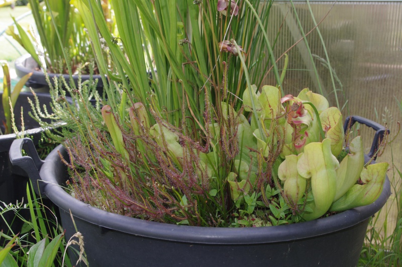 Quelques Sarracenia 507873IMGP5391