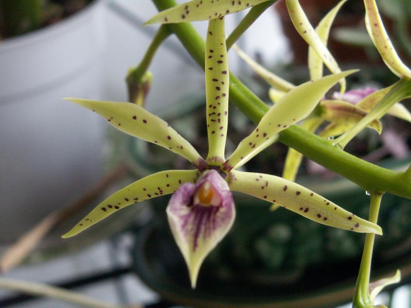 ça fait toujours plaisir (hybride encyclia elfin, hybride de E. cochleata x E prismatocarpa, ptêt ) 508365Juillet2011083