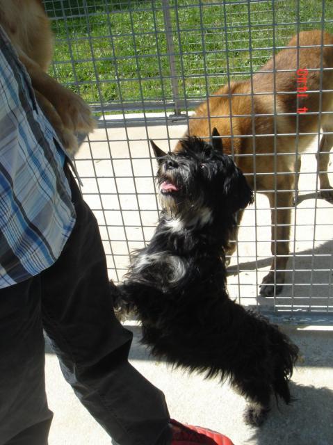 RETRAIT SHIH TZU - A ADOPTER AU REFUGE ETANG BLEU VERDUN 55 508920shihtzu3dsc07812