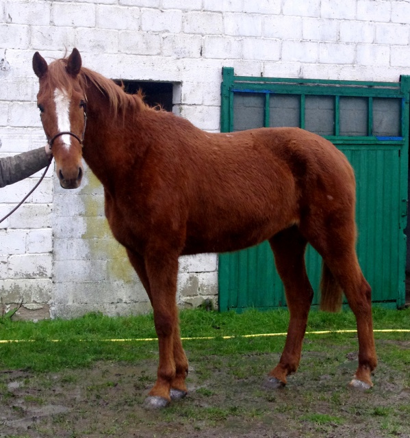 [PLACEE CHARLOTTE] UNIFLORE Grande par la taille, géante par le coeur  509024uniflore5