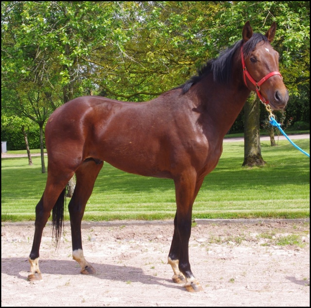 [PLACE LAURA] ELENDIL Cheval à coup de coeur ou rien  509485elendil9