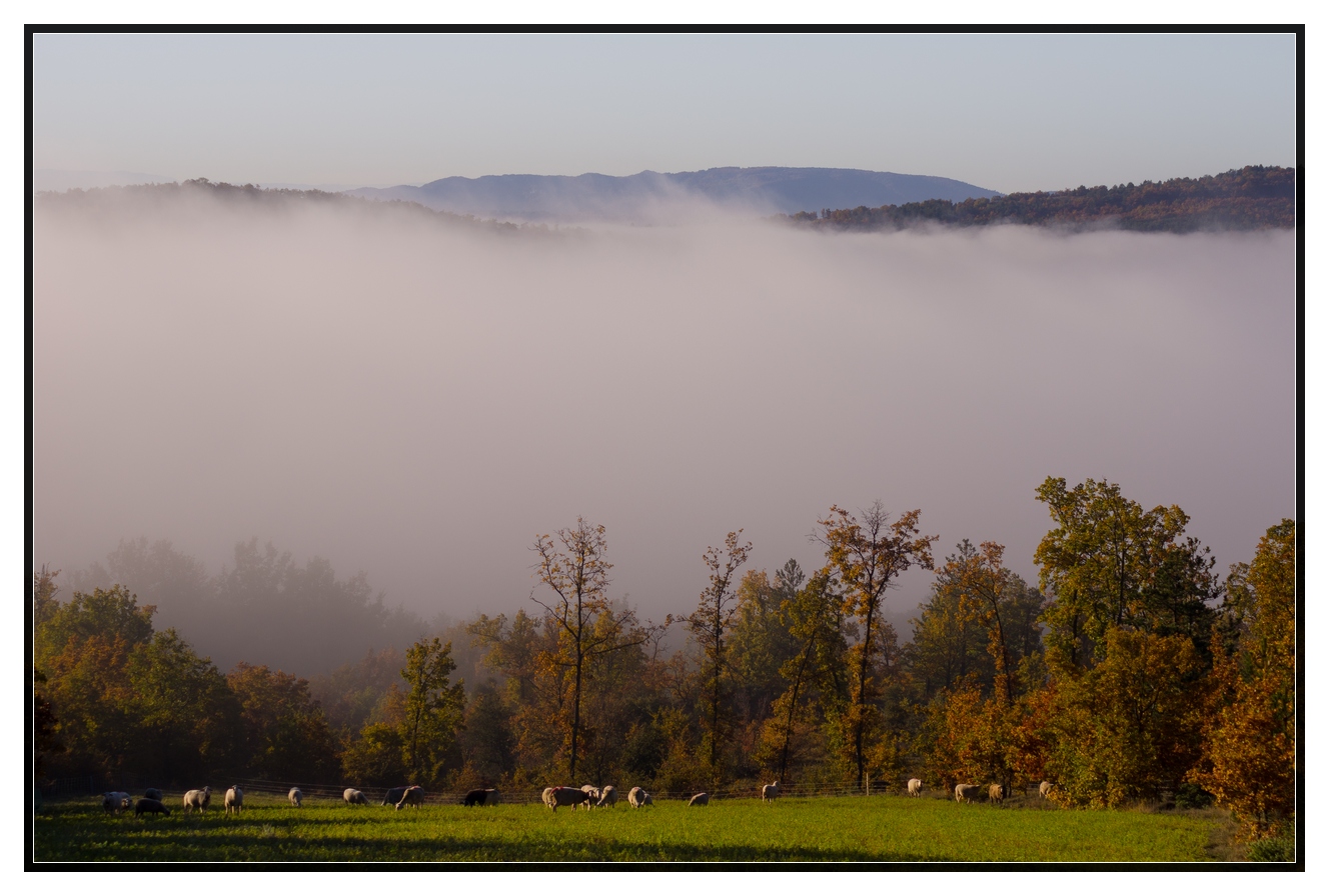 Campagne provençale 509922Moutondanslaprairie