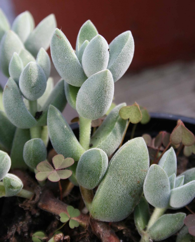 Crassula lanuginosa 510664crassulasp3