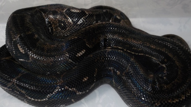 Identification Boa. 510694Bahia5