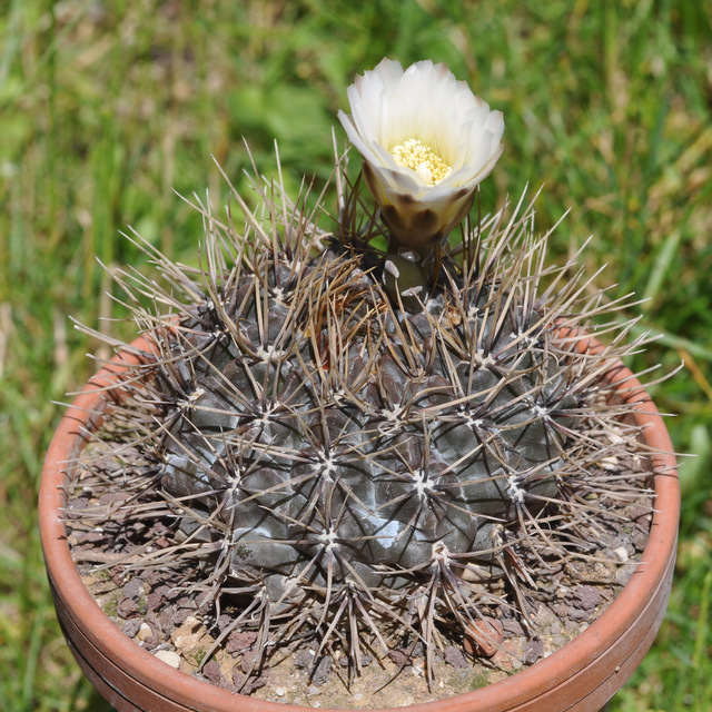 GYMNOCALYCIUM !!! - Page 5 514488gibbosum120629003