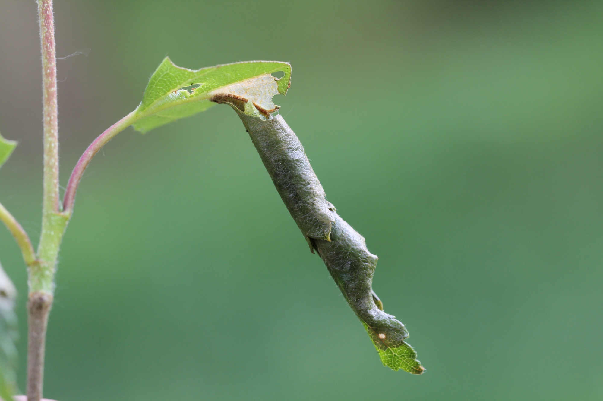 [Colotois pennaria] Chenilles sur Betula pubescens 514877ChenilleKNIGforetroutegouvello20110501DG080rdm1