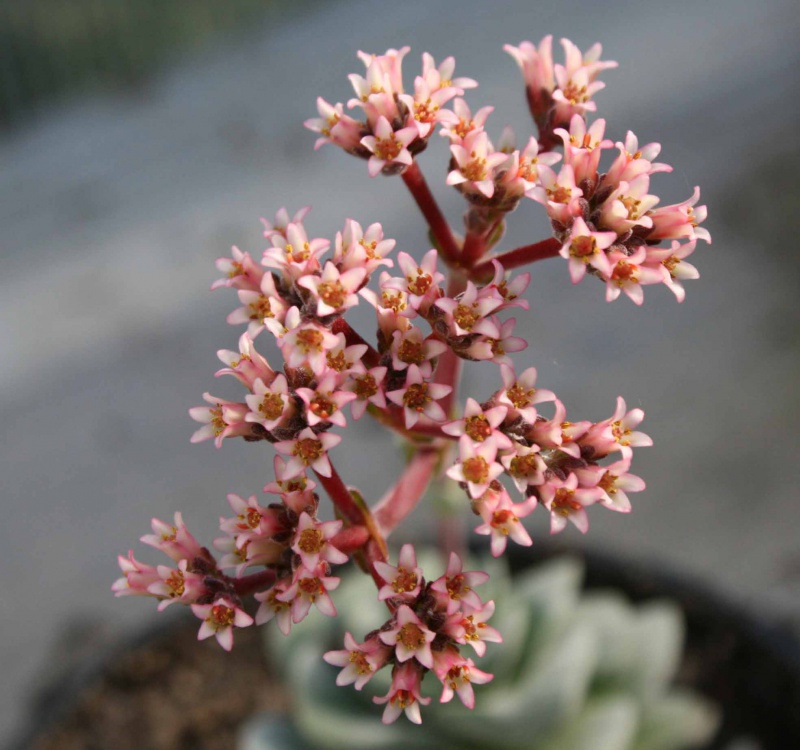 Crassula 'Coralita'  515254crassulacvcoralitafleurs