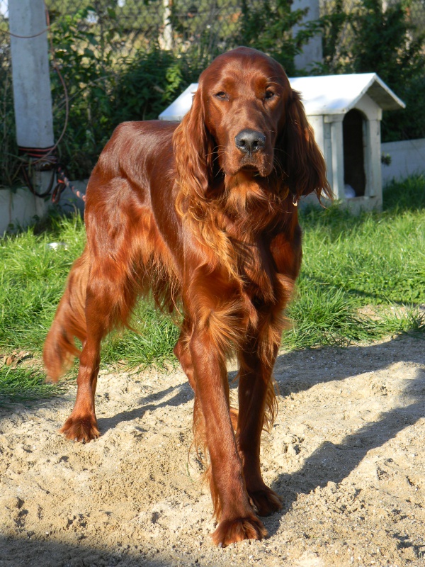 FAROUK Setter Irlandais 1 an shpa-lehavre 515586DSCN2583