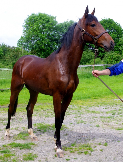 [PLACE LAURA] ELENDIL Cheval à coup de coeur ou rien  515677elendil2