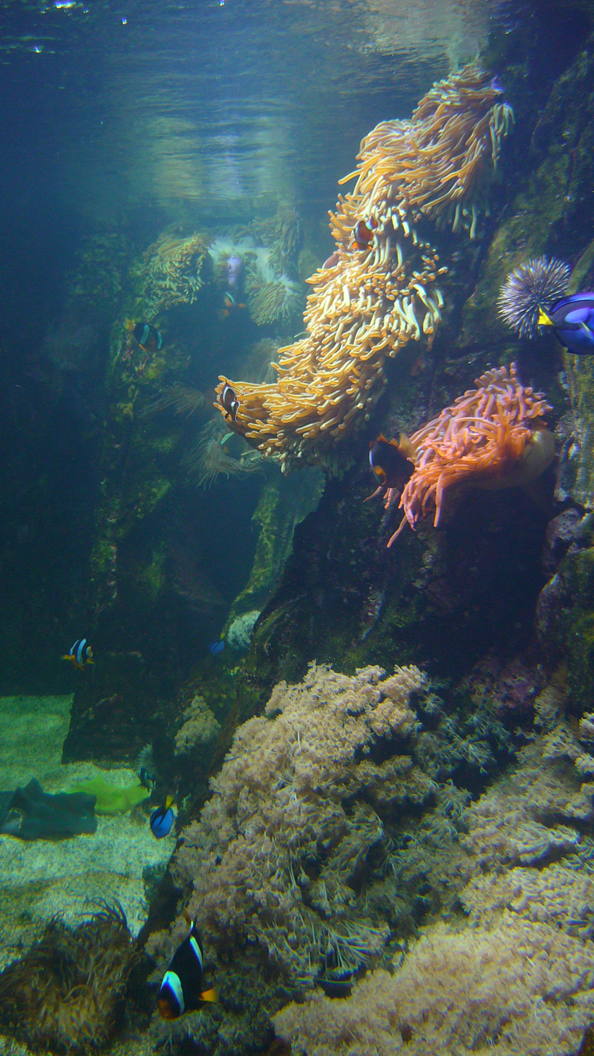 aquario de la Rochelle.... 515848P1030237