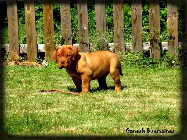 CHIOTS - Chiots dogue de bordeaux LOF: Chili des pas de tacite et  Escroc des Gladiateurs du guesny - Page 3 516187IMG9041