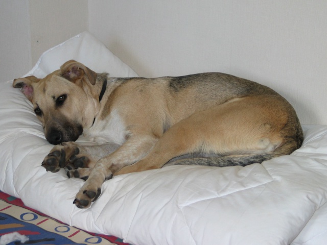 Lila, adorable chienne croisée, née en octobre 2011 517174IMG9306