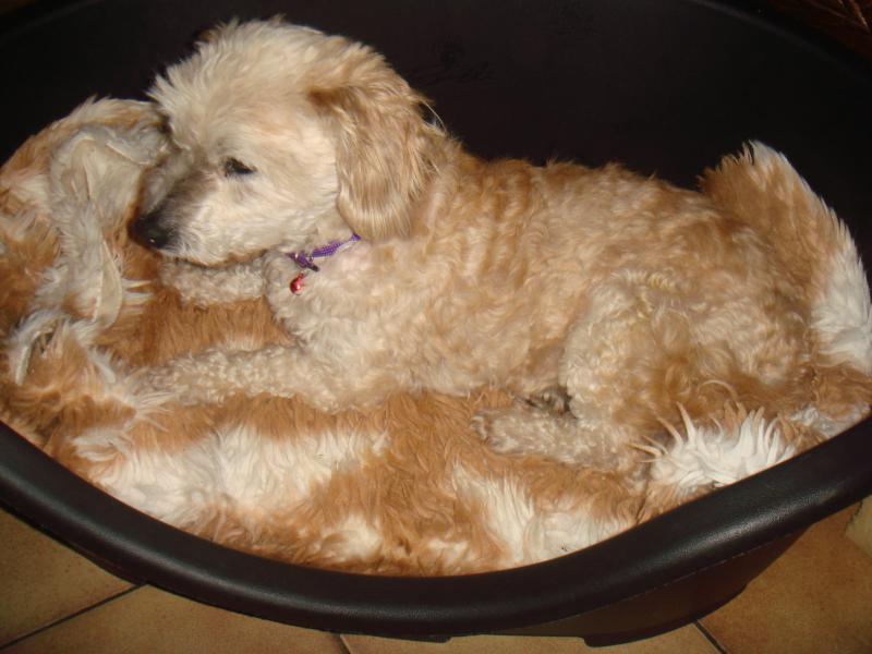 milaine - MILAINE F BICHON  12 ANS SPA GIEN (45) ADOPTEE PAR DAYSIE  517807DSC05957