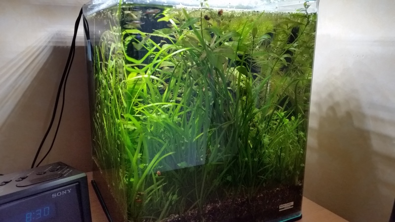 Nouveau Nano 30 litres Walstad, sans engrais, ni filtre! etc - Page 5 51787120150411083141