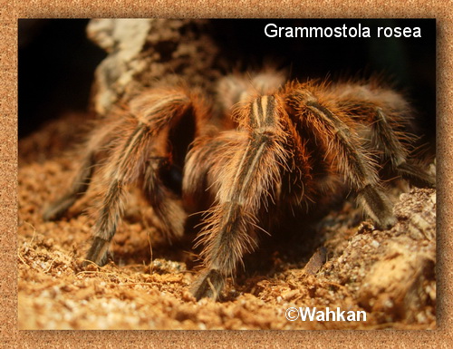 Grammostola rosea 519023Rosea