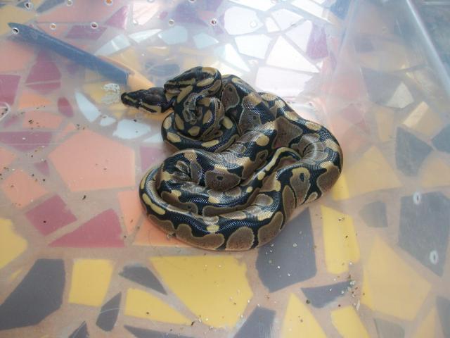 Meos Reptiles : Python Regius 5195101010292