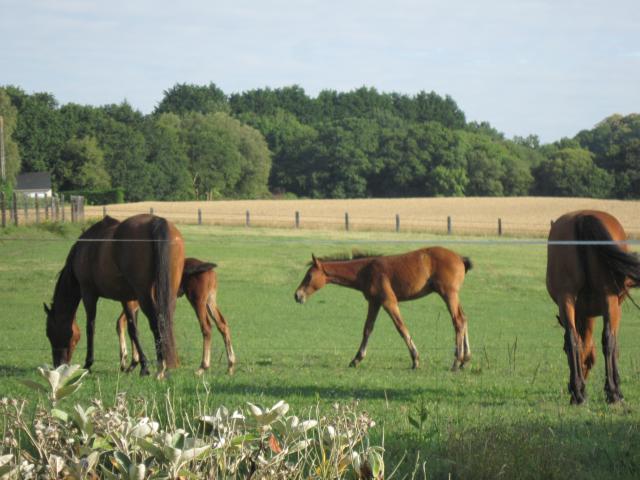 Domaine de Kerdianou...Vacances en Bretagne !!! 519934IMG8263