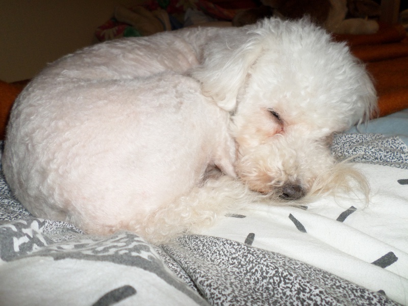 SNIF adorable caniche blanc 10 ans  FILEMON (80) - ADOPTE - Page 3 520351SAM0750