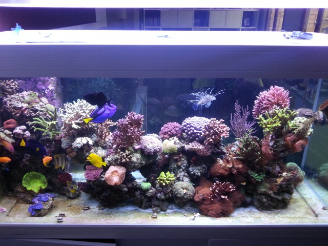 Les plus beau aquariums du forum 52132820130127130536